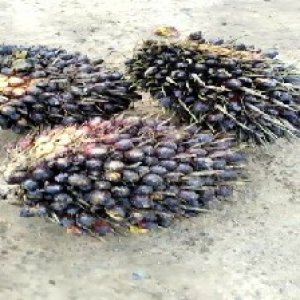 unripe_train (266).jpg