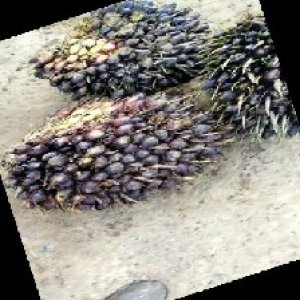 unripe_train (267).jpg