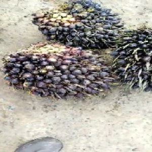 unripe_train (268).jpg