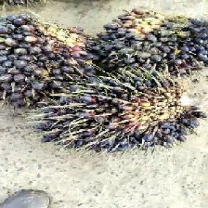 unripe_train (269).jpg