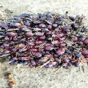 unripe_train (27).jpg