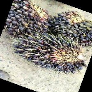 unripe_train (270).jpg