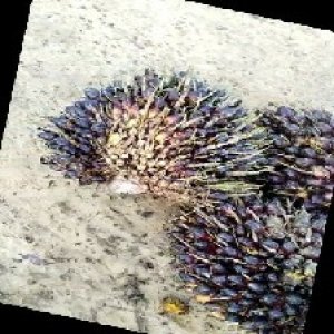 unripe_train (271).jpg