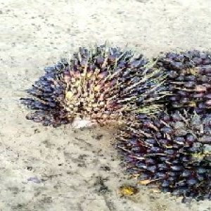 unripe_train (272).jpg