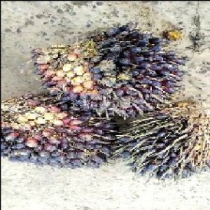 unripe_train (273).jpg