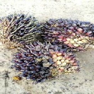 unripe_train (274).jpg