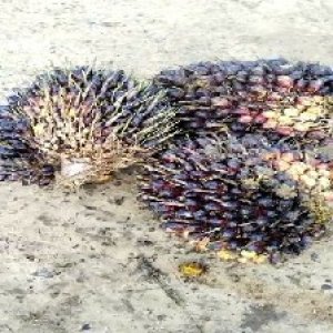 unripe_train (275).jpg