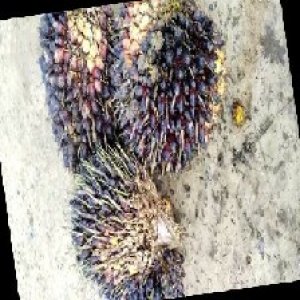 unripe_train (276).jpg