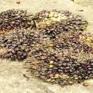 unripe_train (278).jpg