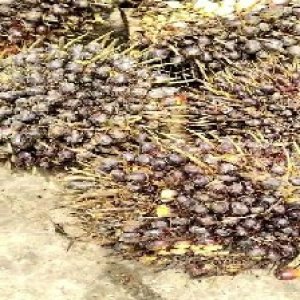 unripe_train (279).jpg