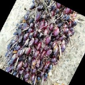 unripe_train (28).jpg