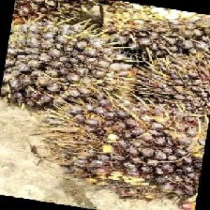 unripe_train (280).jpg