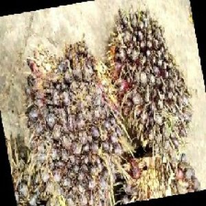 unripe_train (281).jpg