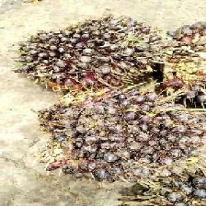 unripe_train (282).jpg