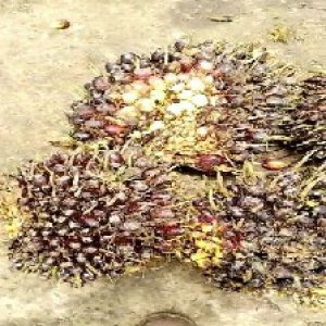 unripe_train (283).jpg