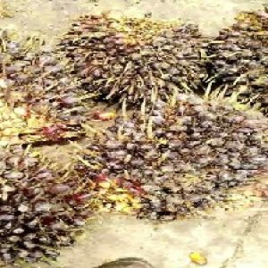 unripe_train (285).jpg