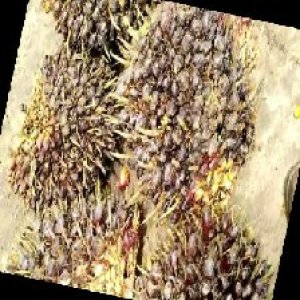 unripe_train (286).jpg