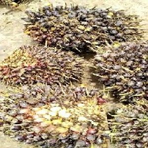 unripe_train (287).jpg