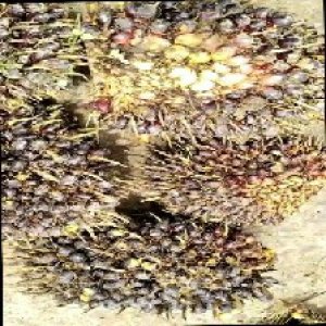 unripe_train (288).jpg