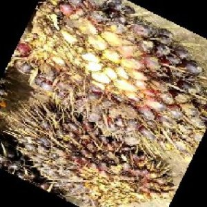 unripe_train (289).jpg