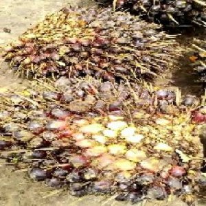 unripe_train (290).jpg