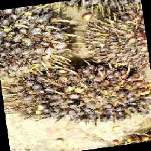 unripe_train (292).jpg