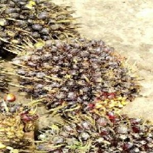 unripe_train (293).jpg