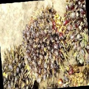 unripe_train (294).jpg