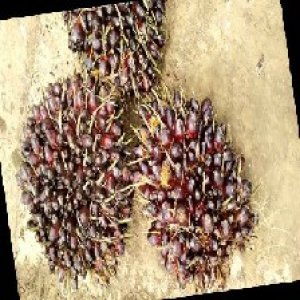 unripe_train (295).jpg