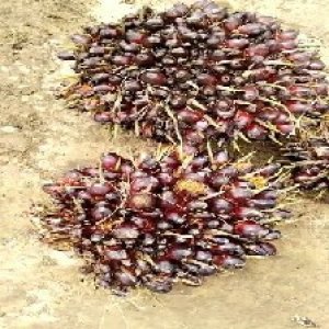 unripe_train (297).jpg