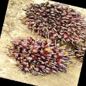 unripe_train (298).jpg