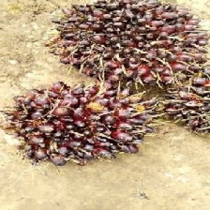 unripe_train (299).jpg