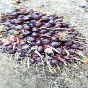 unripe_train (3).jpg