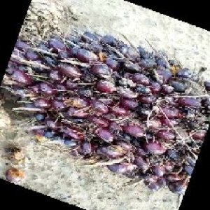 unripe_train (30).jpg