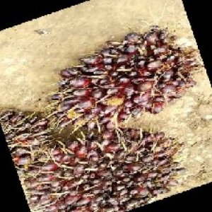 unripe_train (300).jpg