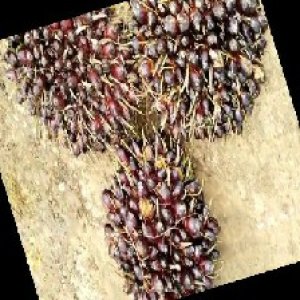 unripe_train (301).jpg