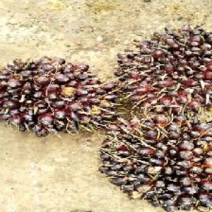 unripe_train (302).jpg