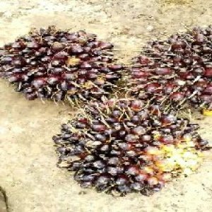 unripe_train (303).jpg