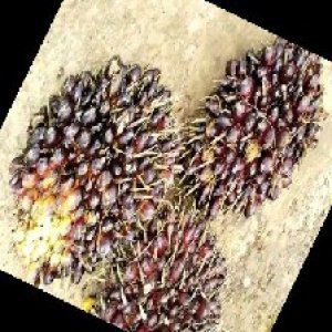 unripe_train (304).jpg