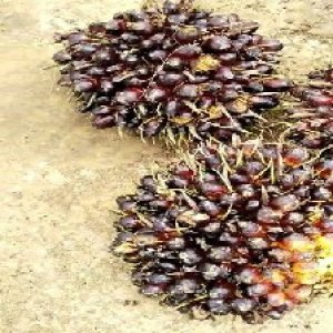 unripe_train (306).jpg