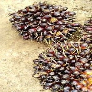 unripe_train (307).jpg