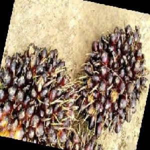 unripe_train (308).jpg