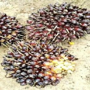 unripe_train (309).jpg