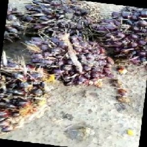 unripe_train (31).jpg