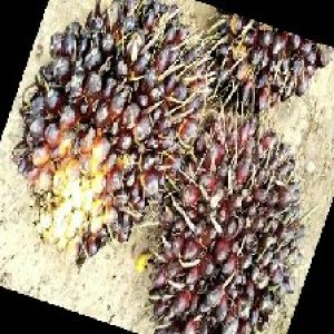 unripe_train (310).jpg