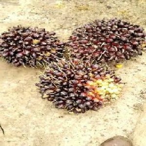 unripe_train (312).jpg