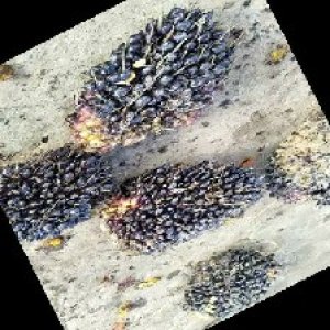 unripe_train (313).jpg