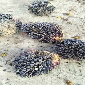 unripe_train (314).jpg