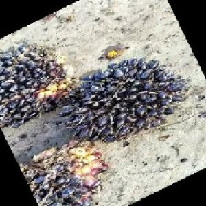 unripe_train (315).jpg