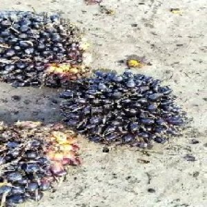 unripe_train (316).jpg